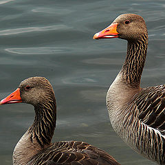 photo "Two gather...together"