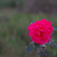 photo "evening rose"