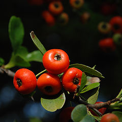 photo "Autumn wild berries."