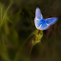 photo "fairy"