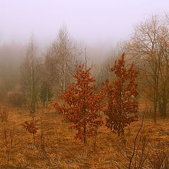 фото "Весна"