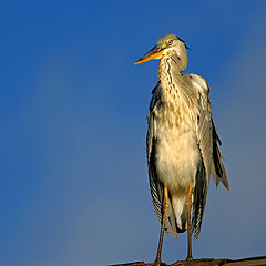 photo "Heron"