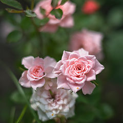 фото "Розовые розы..."
