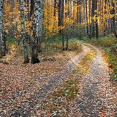 photo "Autumn light"