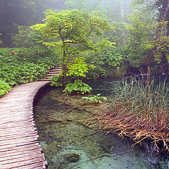 photo "Paints of foggy morning"