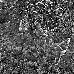 photo "Three sisters. From a series "Village""