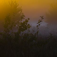 photo "Colours of mist"