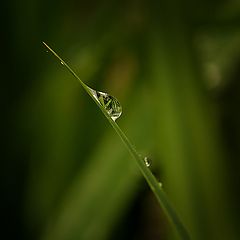 photo "Only one drop of water"