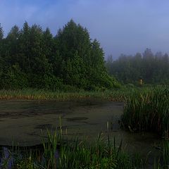 photo "The Bog"