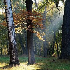 фото "Осенний луч"