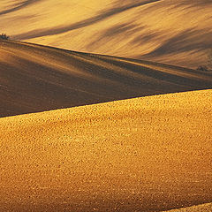 photo "Moravian fields.."