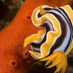 photo "Sea Slug"