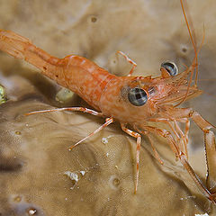 photo "Litl Shrimp"