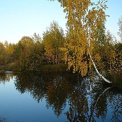 фото "Березка."