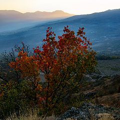 photo "Loneliness"