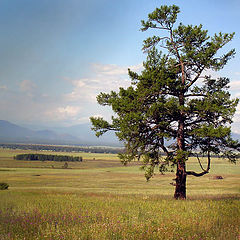 photo "Ujmonsky steppe"