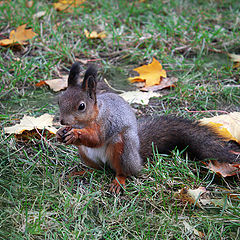 photo "Squirrel"