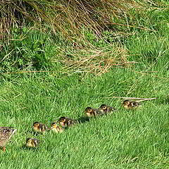 фото "Following Mum."