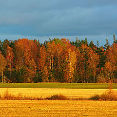 photo "Autumn sunshine..."