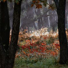 фото "Траволечение"