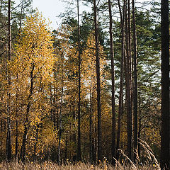 фото "В осеннем лесу"