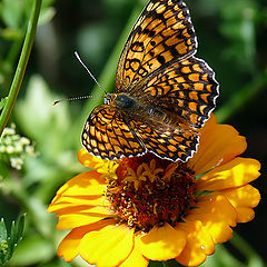 фото "Melitaea phoebe"