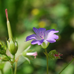 фото "mountain flowers"