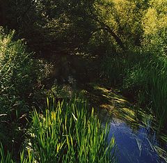 фото "Поэма о лесной речке (1)"