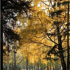 photo "Sosnovka Park"