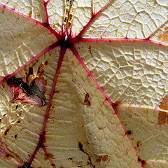 фото "Autumn in nature."