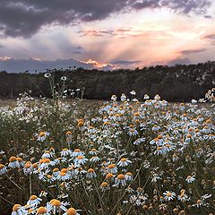 photo "In the Summer Evening"