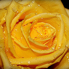 photo "макро,роза,цветы"