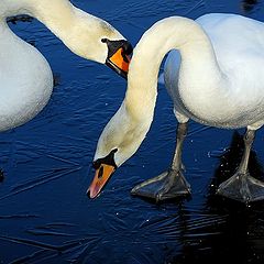 photo "on ice"