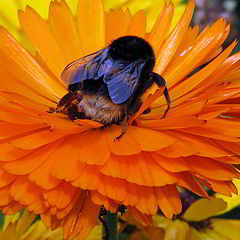 фото "Bumble Bee on Marigold."