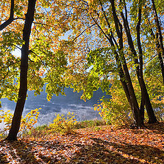 photo "Golden autumn in the park"