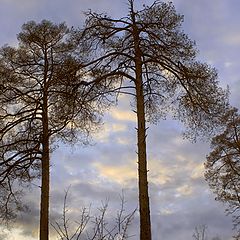 фото "Сухие сосны"