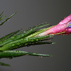 фото "Tillandsia aeranthos"