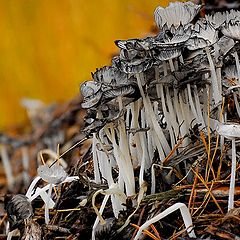 photo "frail mushrooms"