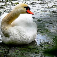 photo "swan"