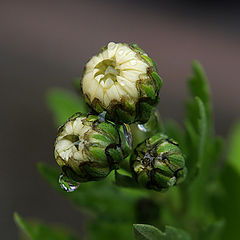 photo "Autumn Bluming "Two Full Cups""