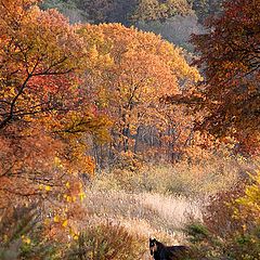 фото "Осенний пейзаж с лошадью"