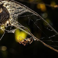 photo "Mystery spider :)"