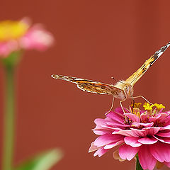 фото "Vanessa cardui"