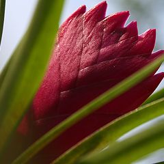 фото "Tillandsia Cyanea"