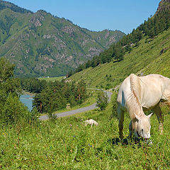 photo "On the Altay's fields"