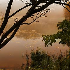 photo "The mist"