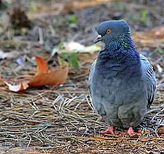 photo "Here and the autumn has come..."