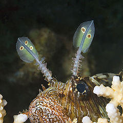 photo "Turkeyfish"