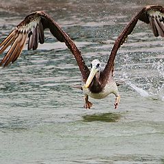 photo "take off"