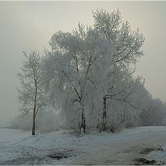 photo "Gray morning"